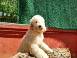 İstanbul Standart Dev Poodle Yavrular