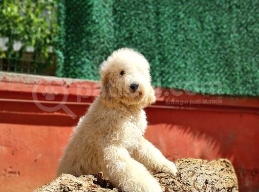 İstanbul Standart Dev Poodle Yavrular görsel