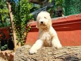 İstanbul Standart Dev Poodle Yavrular