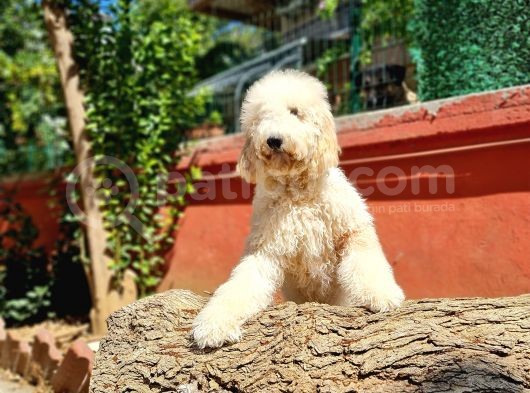 İstanbul Standart Dev Poodle Yavrular görsel