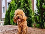 İstanbul 7 Aylık Tea Cup Dişi Toy Poodle 1400 Gram