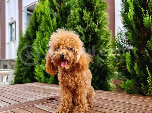 İstanbul 7 Aylık Tea Cup Dişi Toy Poodle 1400 Gram görsel