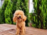 İstanbul 7 Aylık Tea Cup Dişi Toy Poodle 1400 Gram