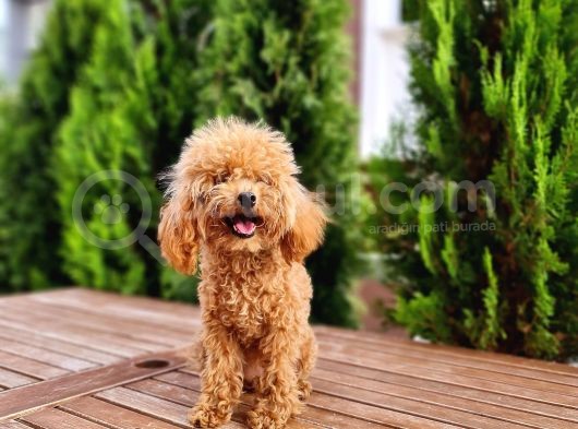 İstanbul 7 Aylık Tea Cup Dişi Toy Poodle 1400 Gram görsel