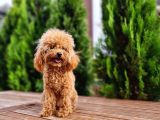 İstanbul 7 Aylık Tea Cup Dişi Toy Poodle 1400 Gram