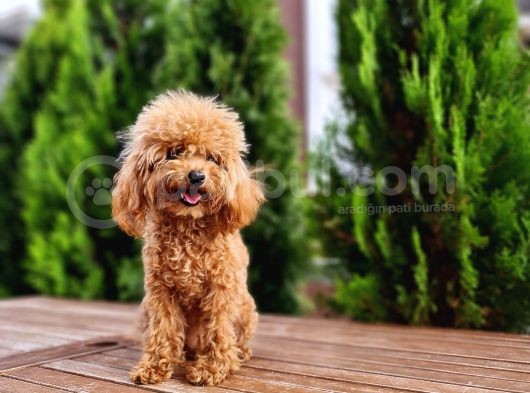 İstanbul 7 Aylık Tea Cup Dişi Toy Poodle 1400 Gram görsel