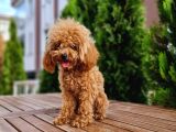 İstanbul 7 Aylık Tea Cup Dişi Toy Poodle 1400 gram