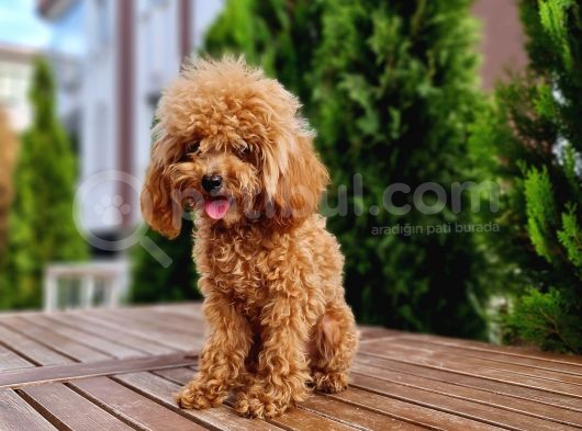 İstanbul 7 Aylık Tea Cup Dişi Toy Poodle 1400 Gram
