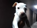 Sahibinden A Kalite Albino Pitbul Yavrulari