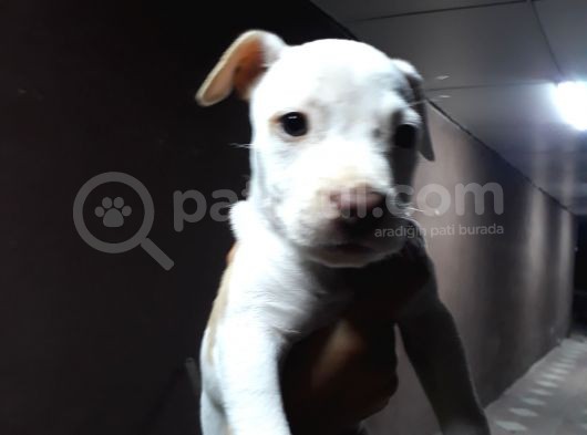 Sahibinden A Kalite Albino Pitbul Yavrulari görsel