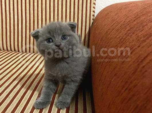 Scotish Fold Ve Brtish Short Hair Kardeşler