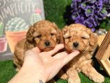 Anne Altından Show Kalite Toy Poodle Yavrularımız