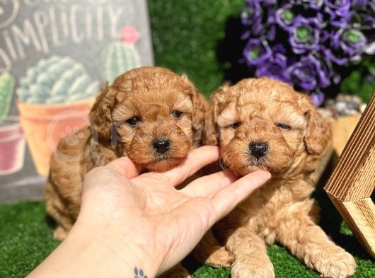 Anne Altından Show Kalite Toy Poodle Yavrularımız görsel