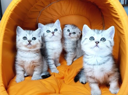 Ankara Scottish Fold Irk Garantili görsel