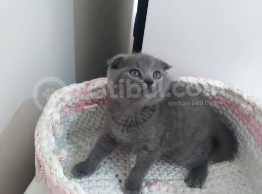 İstanbul Di̇şi̇ Scotti̇sh Fold görsel