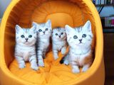 Ankara Scottish Fold Irk Garantili