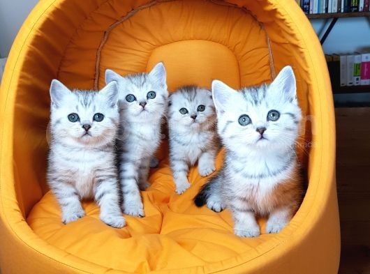 Ankara Scottish Fold Irk Garantili görsel