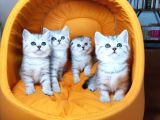 Ankara Scottish Fold Irk Garantili