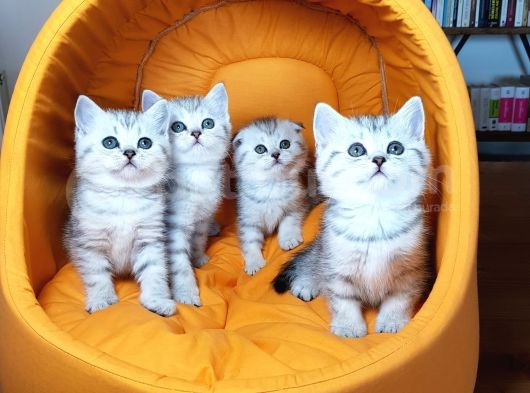 Ankara Scottish Fold Irk Garantili görsel