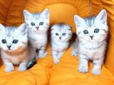 Ankara Scottish Fold Irk Garantili