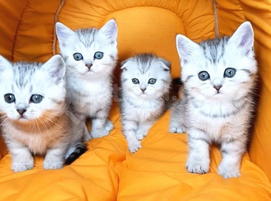 Ankara Scottish Fold Irk Garantili görsel