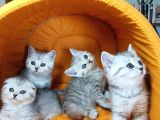Ankara Scottish Fold Irk Garantili