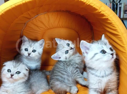 Ankara Scottish Fold Irk Garantili görsel