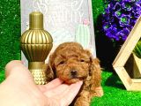 Anne Altından Show Kalite Toy Poodle Yavrularımız