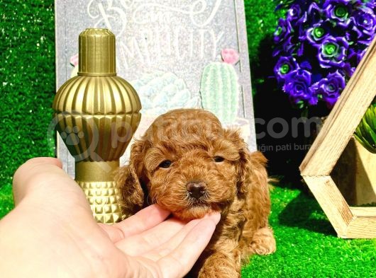 Anne Altından Show Kalite Toy Poodle Yavrularımız