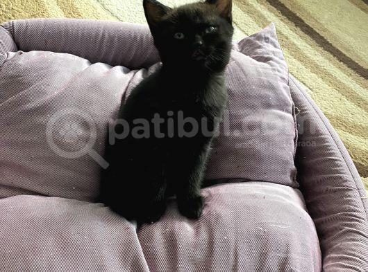 İzmir British Dişi Safkan Yavru görsel