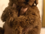Ankara Orjinal Toy Poodle
