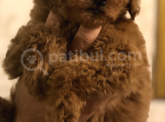 Ankara Orjinal Toy Poodle görsel