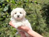 Minik Maltese Terrier