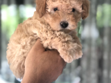 Ankara Orjinal Toy Poodle