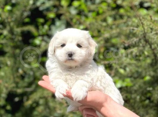 Minik Maltese Terrier görsel