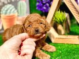 Anne Altından Show Kalite Toy Poodle Yavrularımız