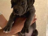 Abkc Şecereli American Bully