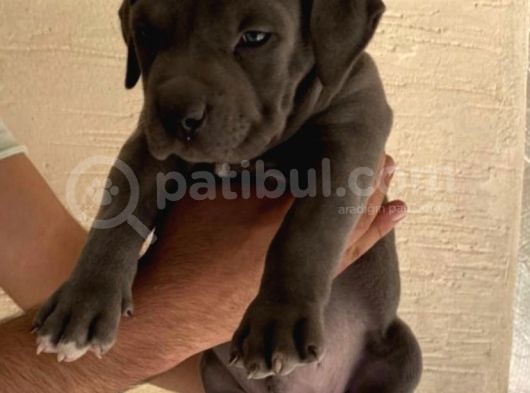 Abkc Şecereli American Bully