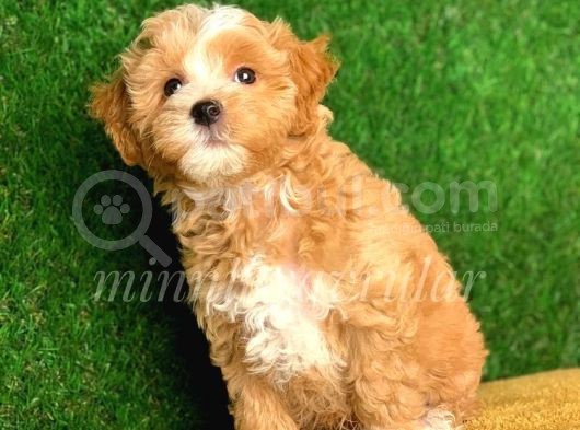 Safkan Kendi̇ Ureti̇mi̇mi̇z Malti̇poo Yavrular görsel