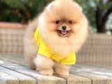 İstanbul Orjinal Pomeranian Boo