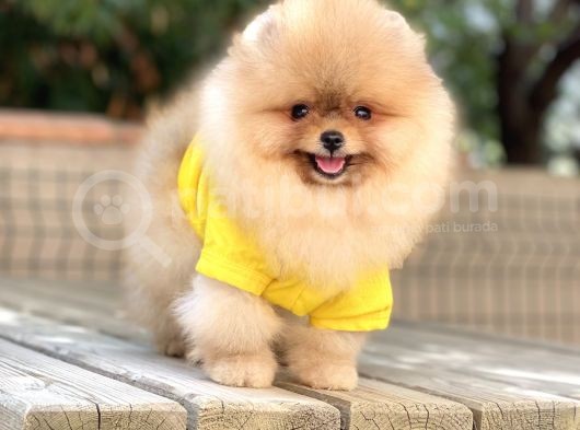 İstanbul Orjinal Pomeranian Boo