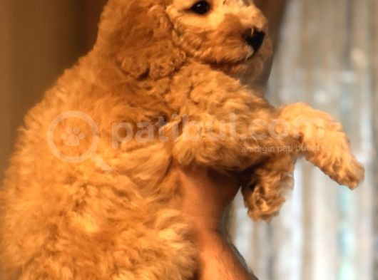 Ankara Orjinal Toy Poodle görsel