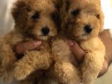 Ankara Orjinal Toy Poodle