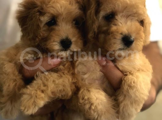 Ankara Orjinal Toy Poodle görsel