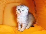 Ankara Scottish Fold Irk Garantili