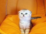 Ankara Scottish Fold Irk Garantili