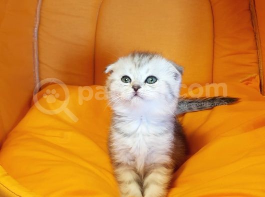 Ankara Scottish Fold Irk Garantili görsel