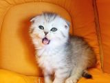 Ankara Scottish Fold Irk Garantili