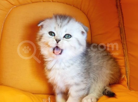 Ankara Scottish Fold Irk Garantili görsel
