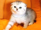 Ankara Scottish Fold Irk Garantili